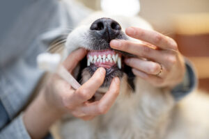 Sie sollten die Zähne Ihres Hunde immer im Auge behalten.