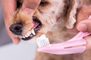 Das Putzen der Zähne sollte im Idealfall 1–2 in der Woche passieren