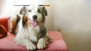 Ein frisch gekämmter Hund mit einer Hundebürste für Langhaar Collie