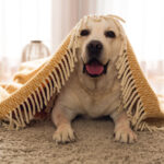 Hundehaare entfernen mit einer Hundebürste für Langhaar Hunde