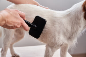 Ganz brav lässt der Hund sich mit einer Hundebürste für Langhaar bürsten.