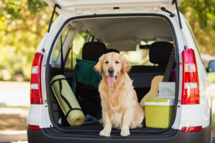 Hund im Auto