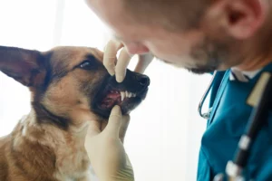 Zahnpflege bei Hunden ist das wichtigste was sie machen können um die gesundheit ihres Hundes beizubehalten.
