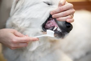 Zahnpflege Hund durch tägliches Zähne putzen