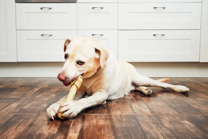Zahnpflege Hund Kauknochen sind eine gute Möglichkeit eine gute Zahnhygiene beim Hund zu erreichen.