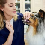 Kauknochen Hund machen Zähne Gesund und weiß