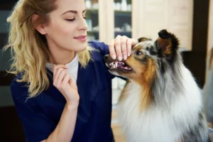 Kauknochen Hund machen Zähne Gesund und weiß und von medidog dental yum und spray werden sie gesund