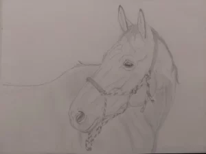 Pferde zeichnen