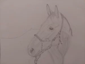 Pferd zeichnen details