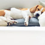 Beagle schläft