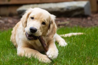 Eine Kauwurzel für den Hund macht nicht nur glücklich, sondern sorgt auch für eine tolle Zahnhygiene.