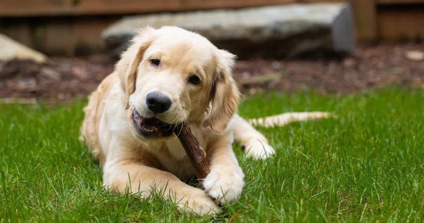 Eine Kauwurzel für den Hund macht nicht nur glücklich, sondern sorgt auch für eine tolle Zahnhygiene.