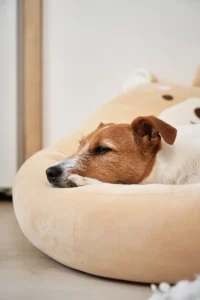 Jack Russel schläft in orthopädisches Hundebett