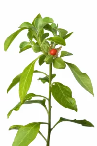 Lebepur Ashwagandha Pflanze wird als Pulver verarbeitet