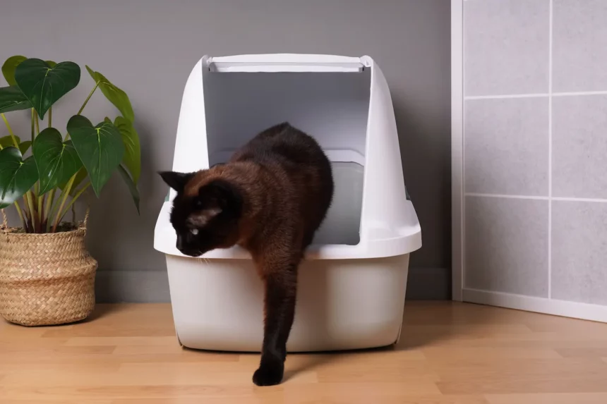 Ein großes Katzenklo kann der Katze Privatsphäre bieten