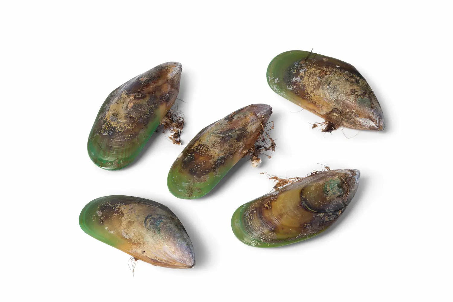 Neuseeland - Grünlippmuschelpulver für Hunde schmeckt und hilft der Bewegung