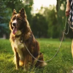 Die Flexi Hundeleine bietet Sicherheit und Komfort