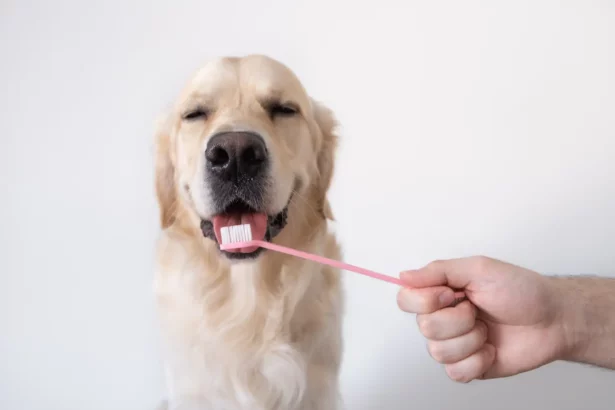 Hund mit Zahnbürste