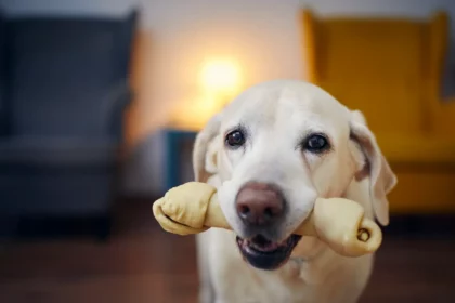 Zahnpflege Spielzeug hund online kaufen